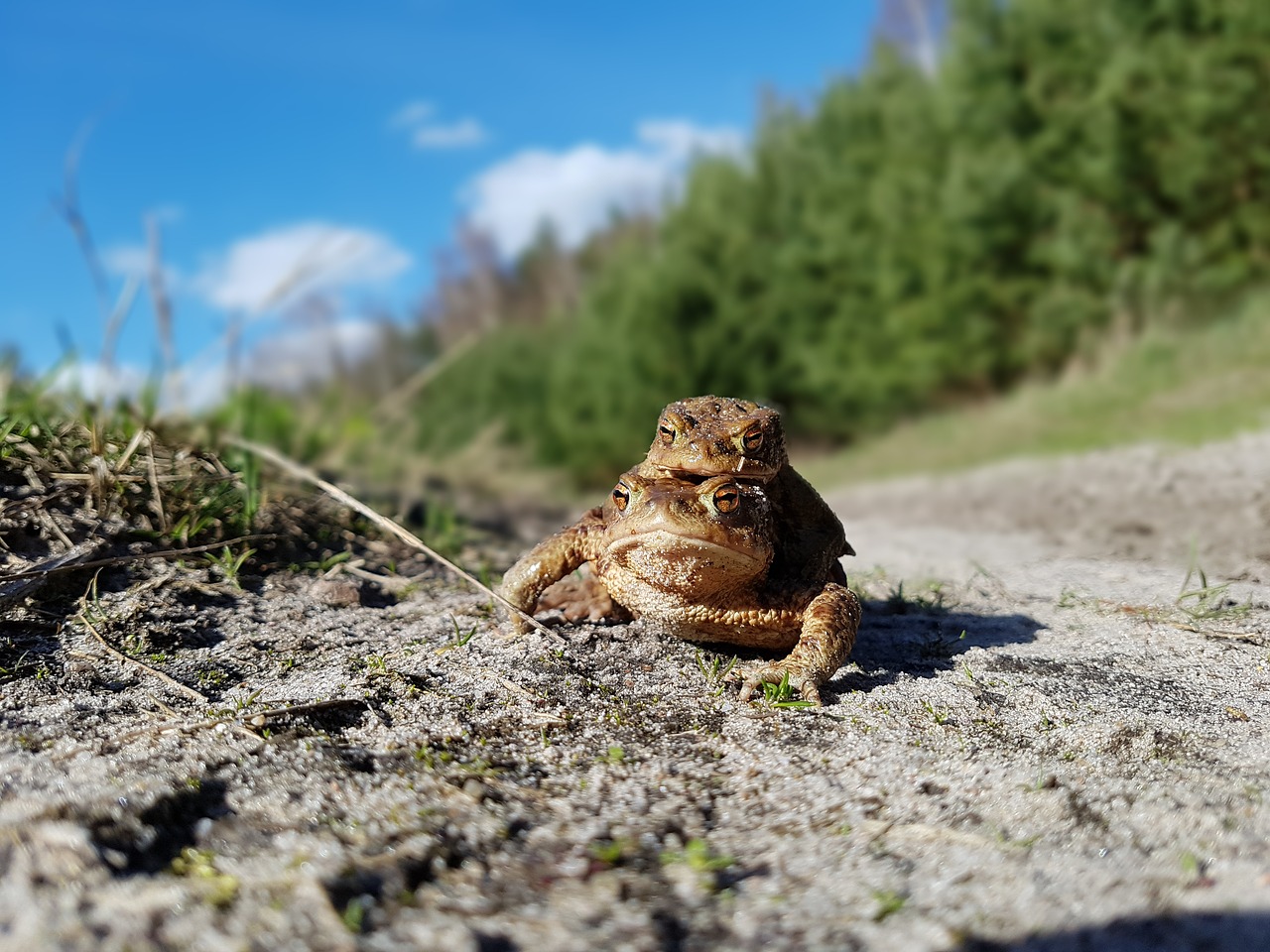 Varlė, Varlės, Varlė, Nemokamos Nuotraukos,  Nemokama Licenzija