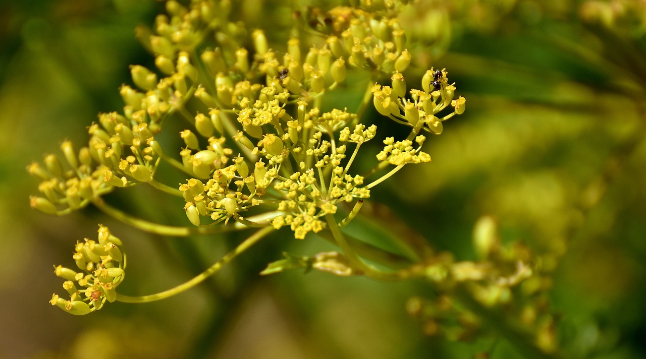 Sodo Pastarnokas, Pastinaca Sativa, Gėlė, Augalas, Vasara, Gamta, Geltona, Vabzdys, Vasaros Augalas, Nemokamos Nuotraukos