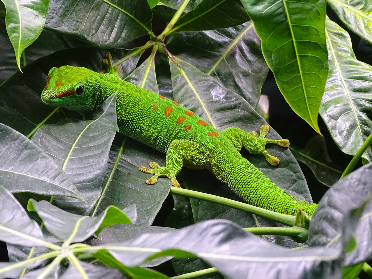 Gecko, Driežas, Gyvūnai, Žalias, Nemokamos Nuotraukos,  Nemokama Licenzija