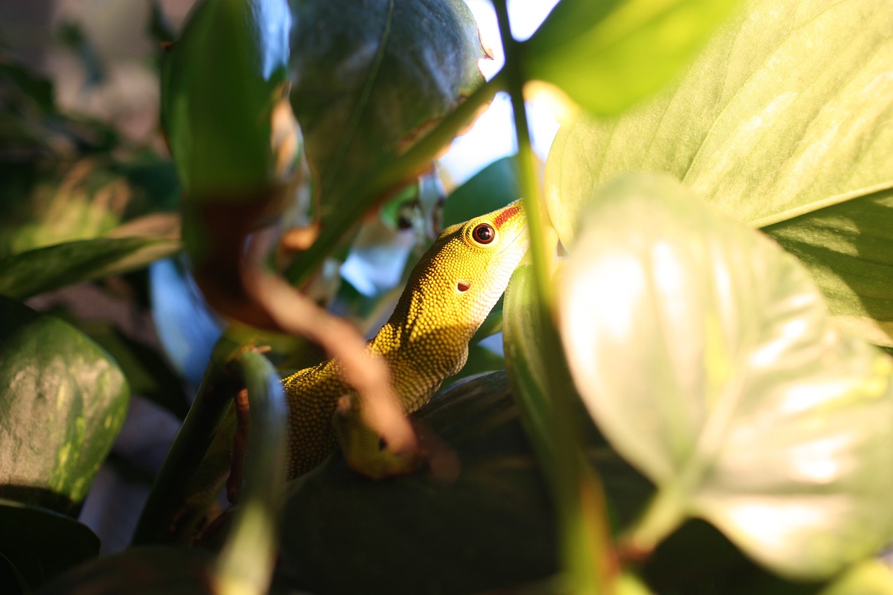 Gecko, Driežas, Phelsuma Madagascariensis, Ropliai, Naminis Gyvūnėlis, Nemokamos Nuotraukos,  Nemokama Licenzija