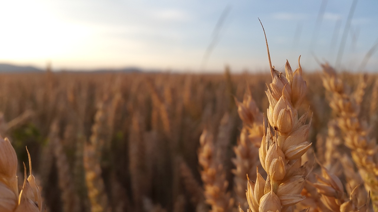 Grūdai, Vasara, Grūdų Gamyba, Ausys, Nemokamos Nuotraukos,  Nemokama Licenzija