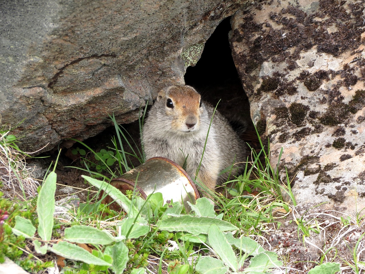 Žemė, Gopher, Graužikas, Laukinis Gyvūnas, Nora, Highlands, Vasara, Šiluma, Kraštovaizdis, Šiukšlių