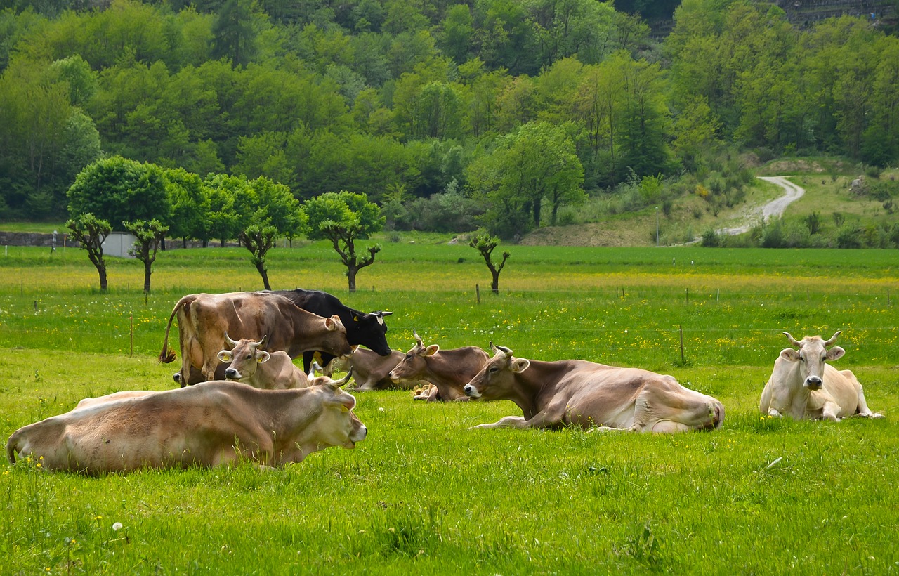 Šieno Srityje,  Laukas,  Pobūdį,  Ūkis,  Karvė,  Kraštovaizdis, Nemokamos Nuotraukos,  Nemokama Licenzija