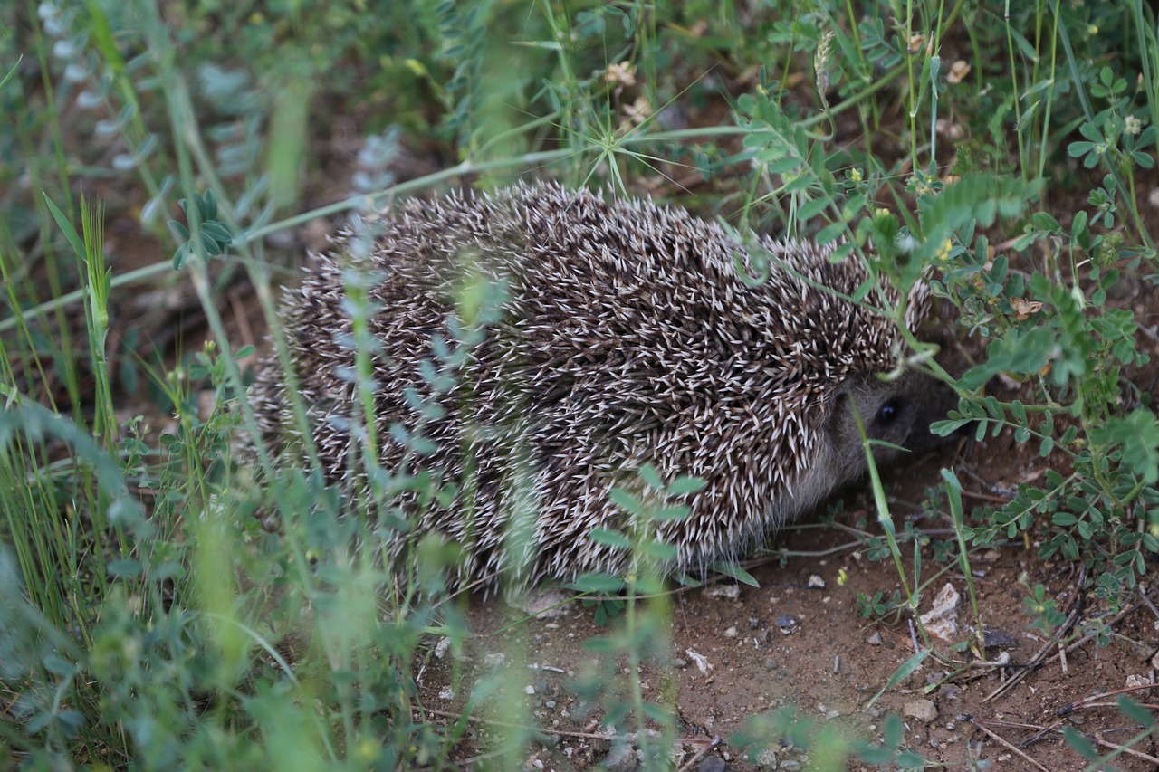 The Hedgehog,  Gyvūnas,  Gamta, Nemokamos Nuotraukos,  Nemokama Licenzija