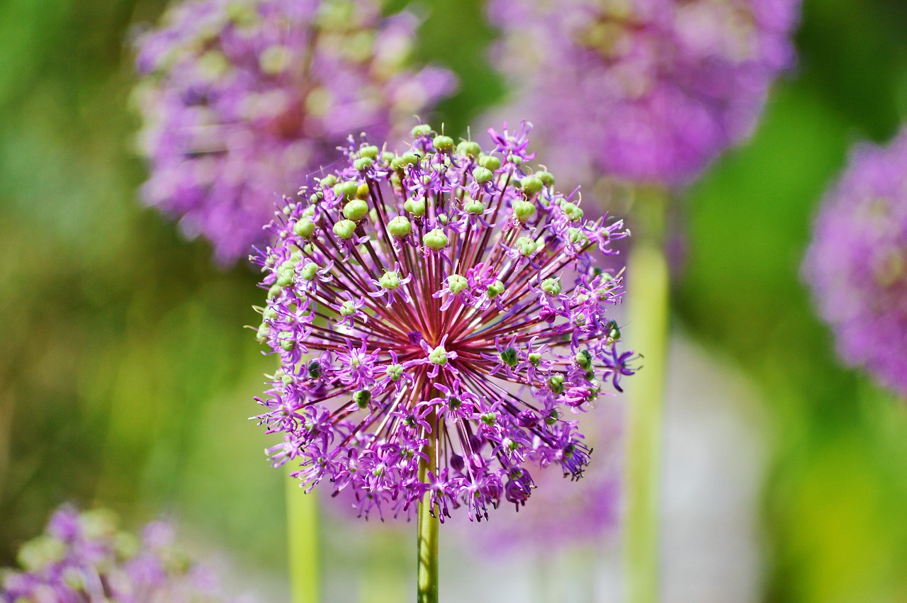 Aukščiausiosios Porai, Allium Altissimum, Augalas, Gėlė, Žydėti, Sodas, Gamta, Nemokamos Nuotraukos,  Nemokama Licenzija