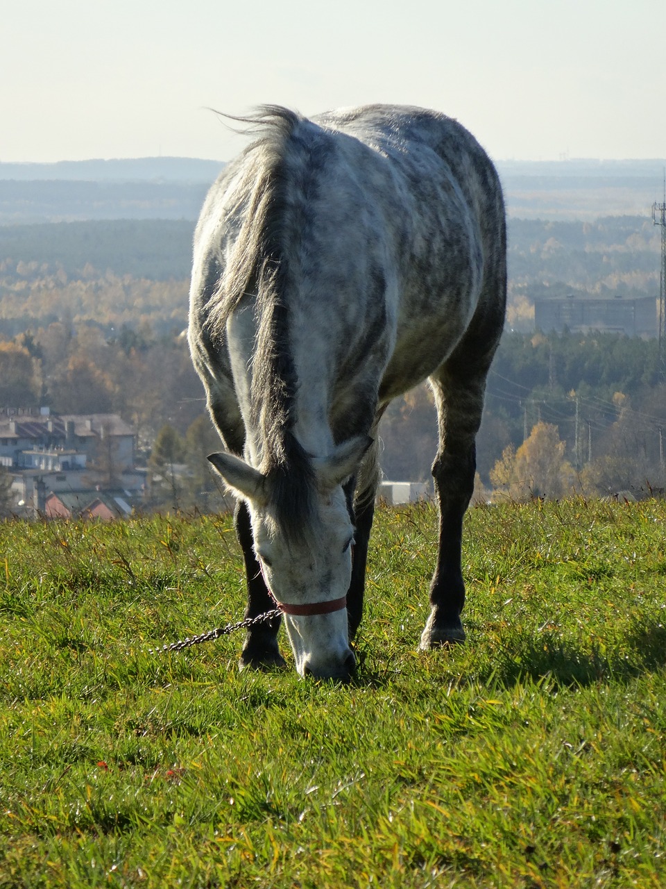 Arklys, Gyvūnas, Pieva, Ganyklos, Nemokamos Nuotraukos,  Nemokama Licenzija