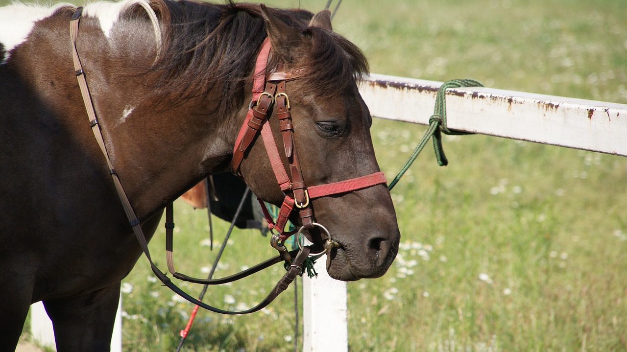 Arklys, Kamuoliukas, Arklio Galva, Įlanka, Gaidžiai, Jodinėjimas, Steed, Šmeižti, Ruda, Arkliai