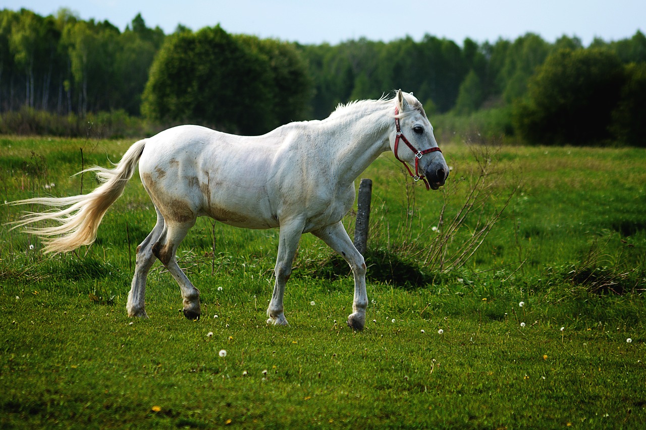 Arklys, Pilka, Konik, Ganyklos, Veikia, Eismas, Žalias, Balta, Baltas Žirgas, Pilka Arklys