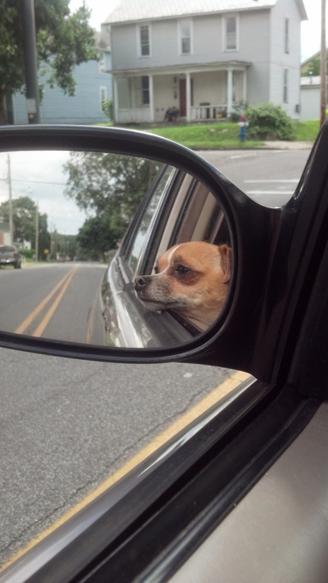 Šuo,  Chihuahua,  Automobilis,  Važiuoti,  Įkyręs Keleivis, Nemokamos Nuotraukos,  Nemokama Licenzija