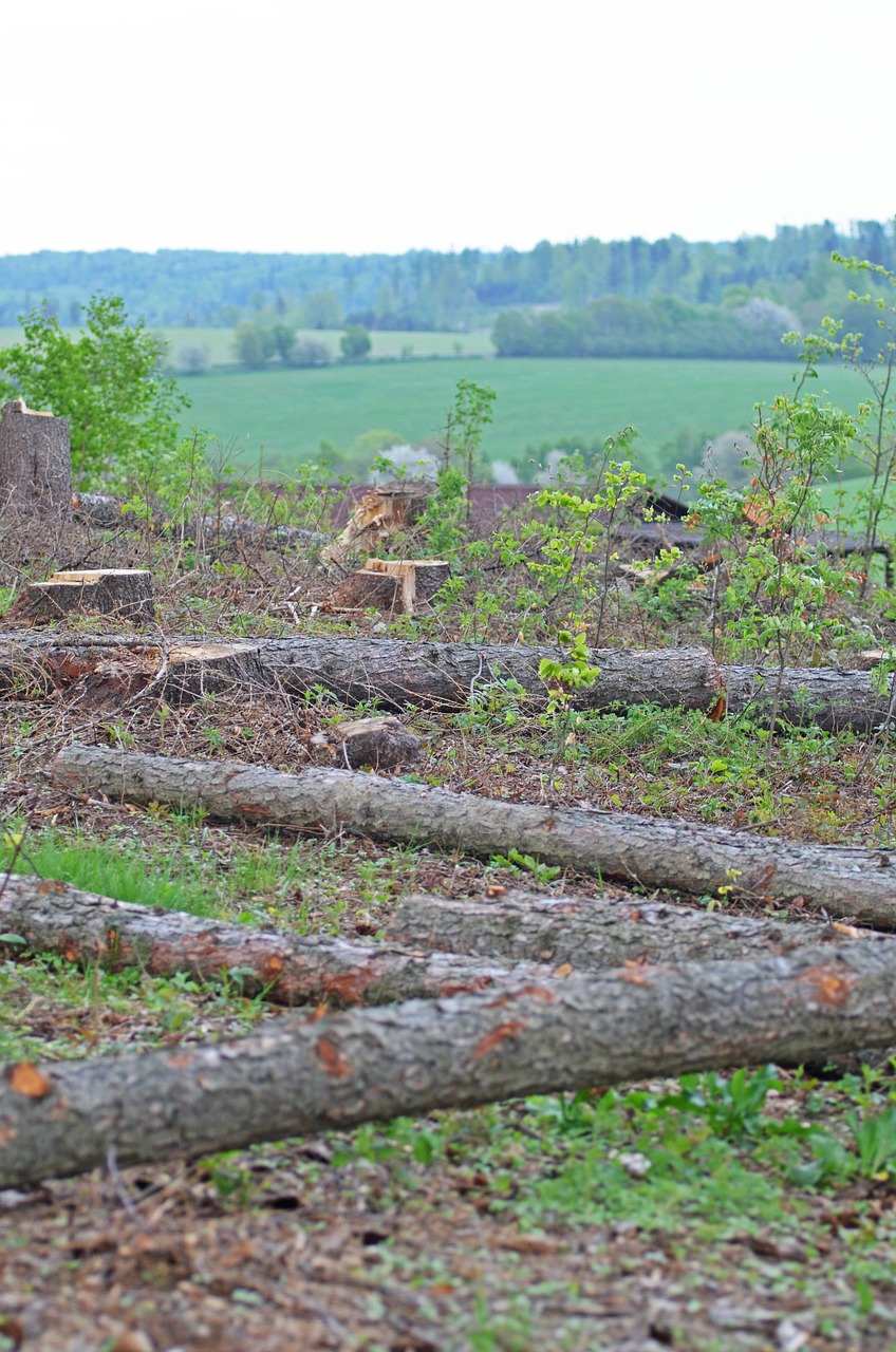 Jesionikach Kalnai,  Nelaimė,  Kraštovaizdis,  Pobūdį,  Peržiūrėti,  Gavybos,  Mediena,  Laukas, Nemokamos Nuotraukos,  Nemokama Licenzija