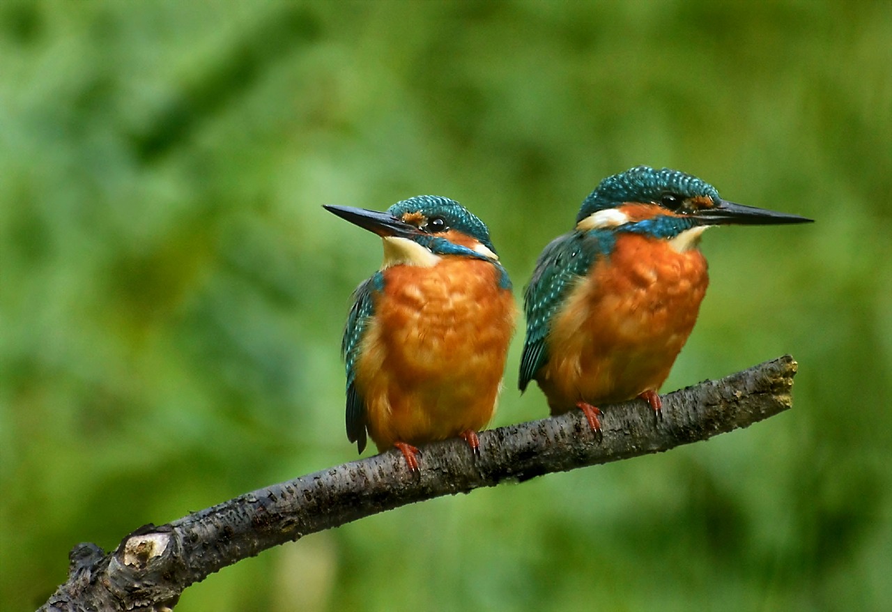 The-Kingfishers,  Spalvinga,  Pobūdį,  Plunksnos,  Spalva, Nemokamos Nuotraukos,  Nemokama Licenzija