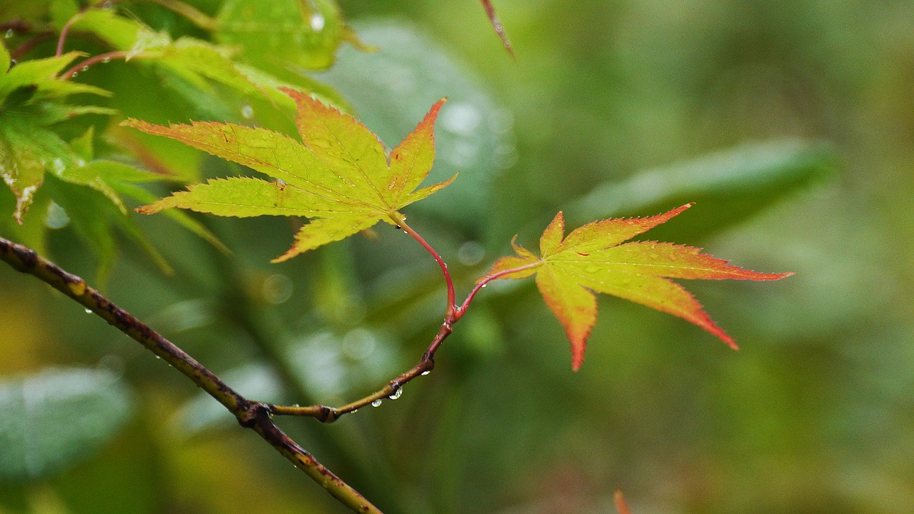 Lapai,  Rudens Lapai,  Pobūdį,  Lapų,  Miškas,  Spalva,  Mediena,  Maple,  Šviesos,  Augalai