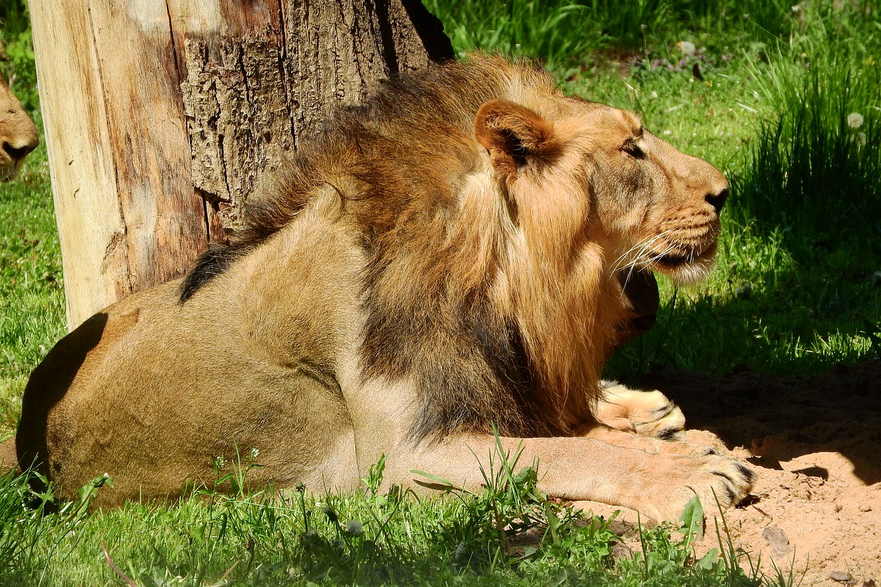 Liūtas, Patinas, Prague Zoo, Žiurkė, Žvėrys, Nemokamos Nuotraukos,  Nemokama Licenzija