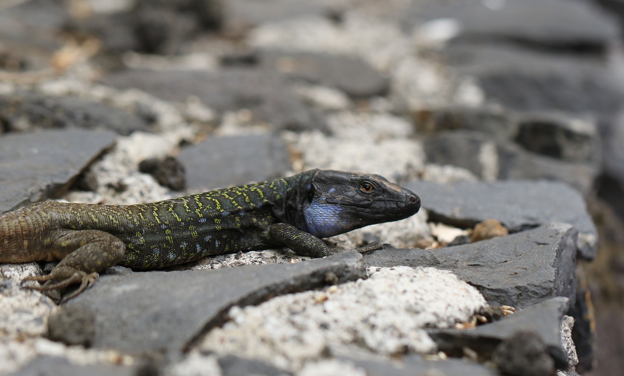 Driežas, Kanaryjka Niebieskoplama, Tenerifė, Akmuo, Ispanija, Fauna, Gad, Gamta, Akmenys, Mėlynas