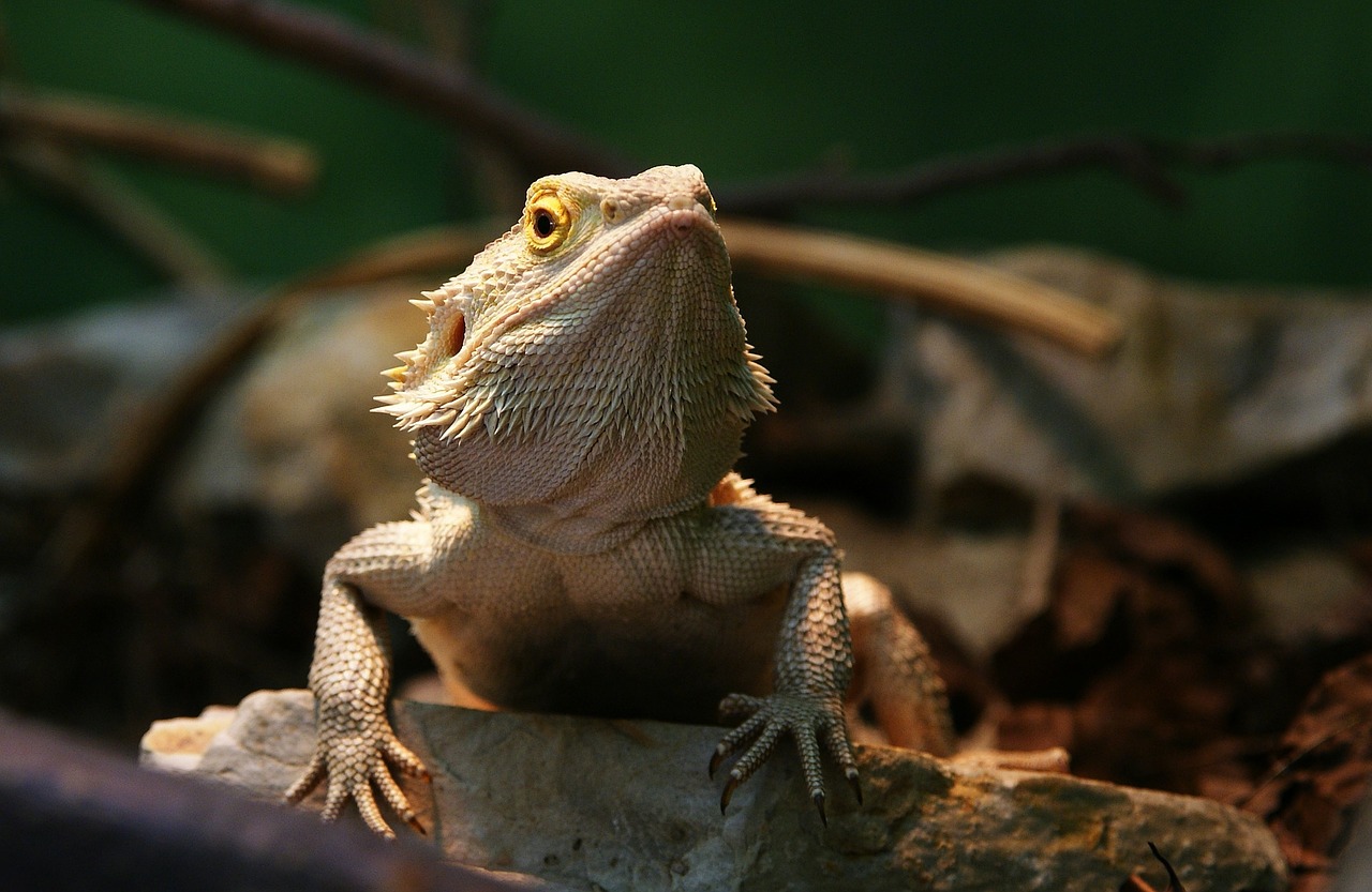 Driežas, Gyvūnai, Zoologijos Sodas, Nemokamos Nuotraukos,  Nemokama Licenzija