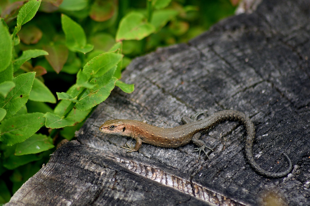 Driežas, Makro, Gad, Turizmas, Iš Arti, Gamta, Oda, Fauna, Driežas, Gyvūnai