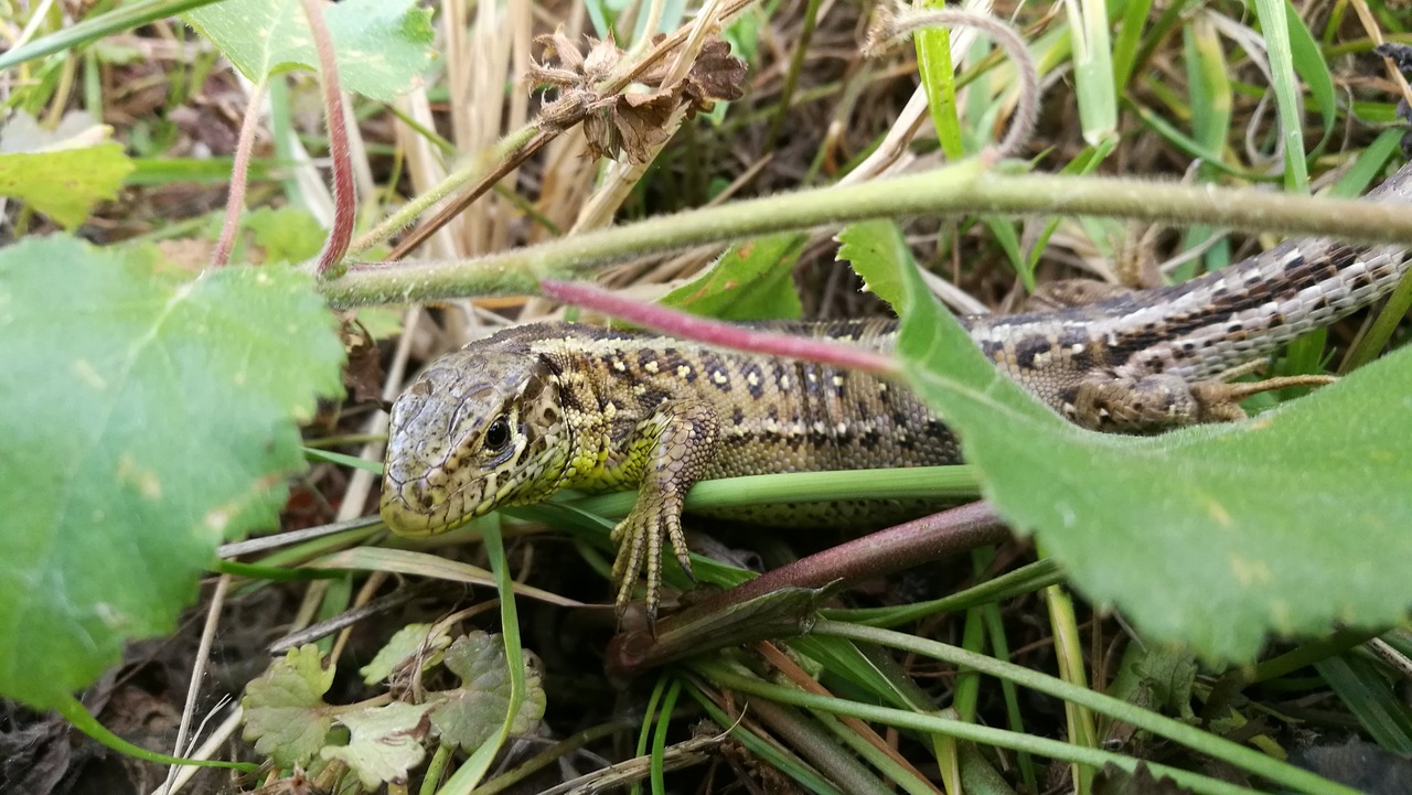 Driežas,  Miškas,  Ropliai,  Pobūdį,  Gyvūnai,  Driežai,  Augalas, Nemokamos Nuotraukos,  Nemokama Licenzija