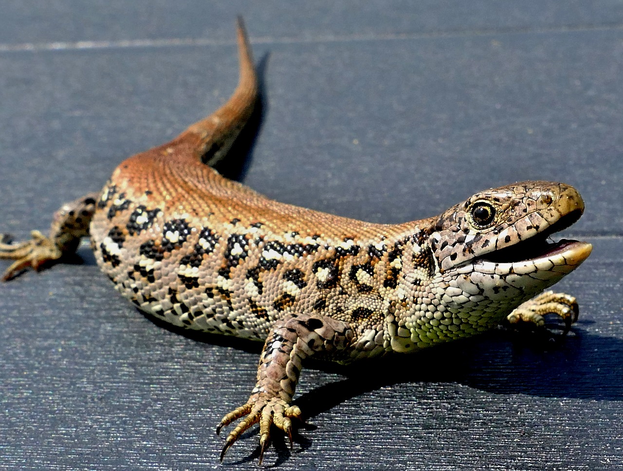 Driežas,  Duomenys,  Roplys,  Makro,  Struktūra, Nemokamos Nuotraukos,  Nemokama Licenzija