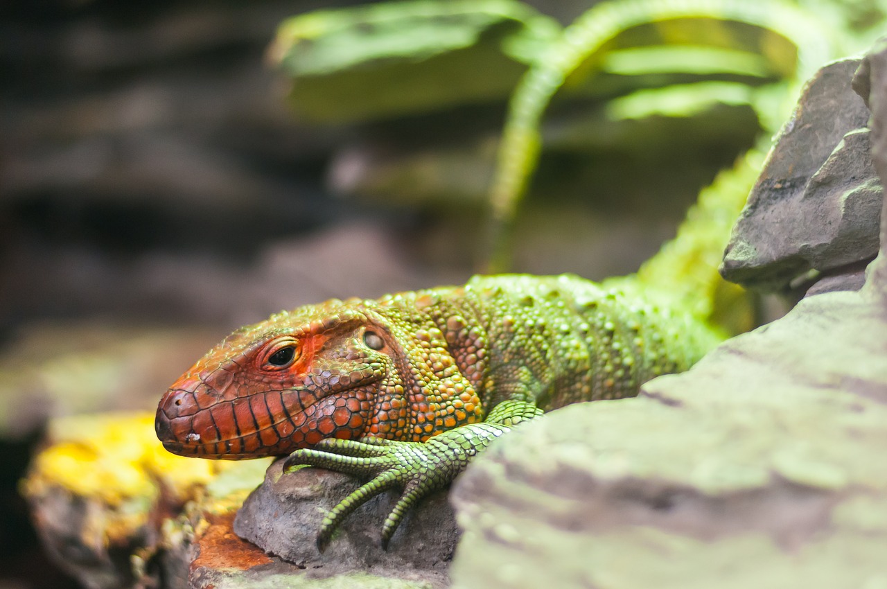 Driežas, Leopardo Gecko, Gad, Sodas, Laukinis Gyvūnas, Gamta, Zoologijos Sodas, Naminis Gyvūnėlis, Gyvūnas, Fauna