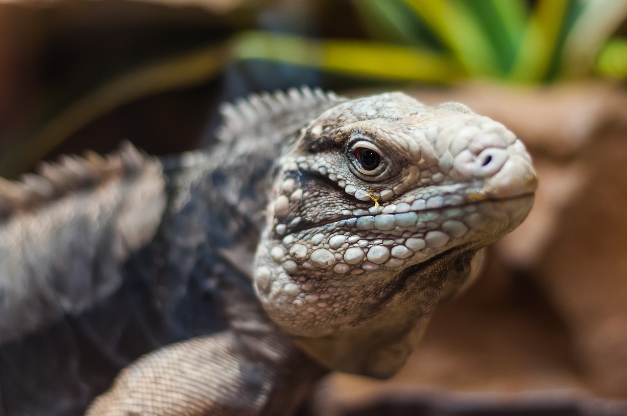 Driežas, Leopardo Gecko, Gad, Sodas, Laukinis Gyvūnas, Gamta, Zoologijos Sodas, Naminis Gyvūnėlis, Gyvūnas, Fauna