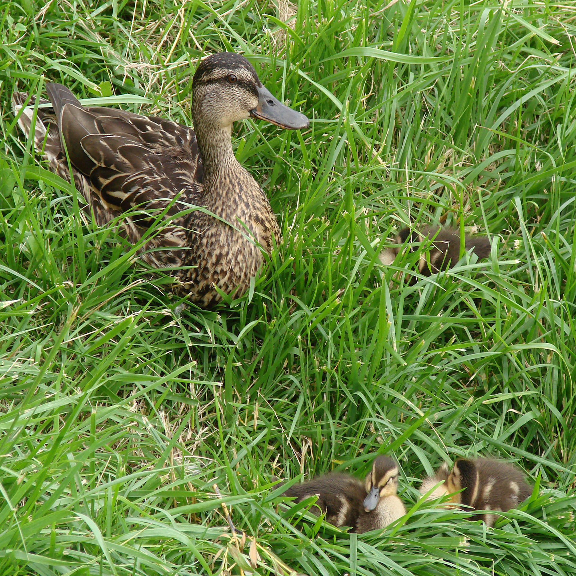 Ančiukai,  Momma,  Gamta,  Lauke,  Antis & Nbsp,  Šeima,  Mama, Nemokamos Nuotraukos,  Nemokama Licenzija