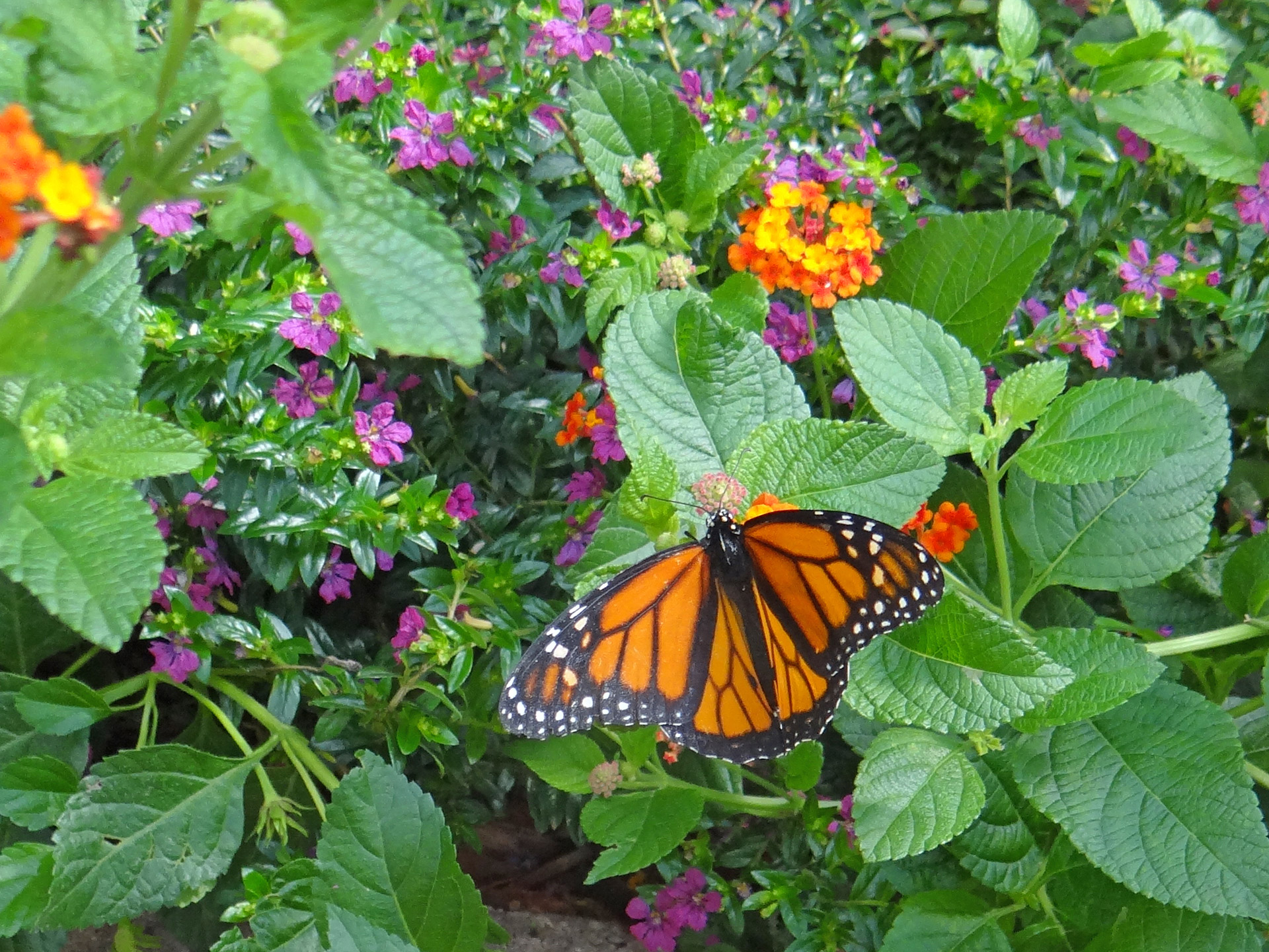 Monarchas,  Drugelis,  Gėlės,  Gamta,  Monarchas, Nemokamos Nuotraukos,  Nemokama Licenzija