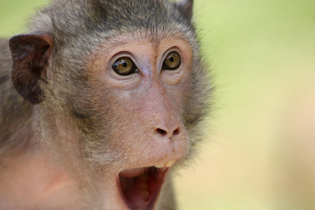 Beždžionė, Gyvūnas, Zoologijos Sodas, Staigmena, Siurprizas, Aukcione, Akys, Atrodo, Tailandas, Ausyje