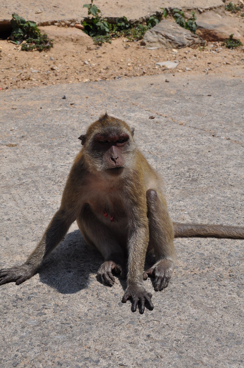 Beždžionė, Tailandas, Gyvūnas, Nemokamos Nuotraukos,  Nemokama Licenzija