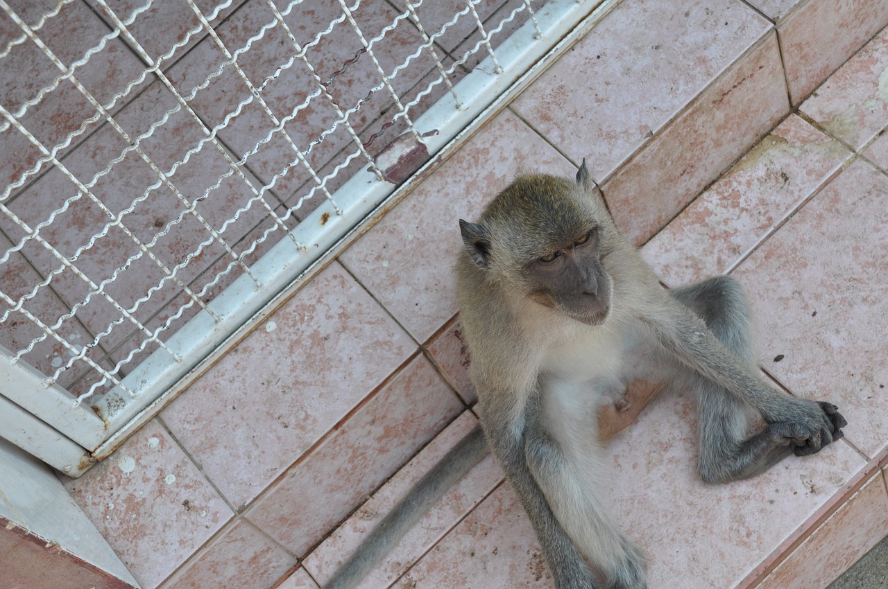 Beždžionė, Tailandas, Gyvūnas, Nemokamos Nuotraukos,  Nemokama Licenzija