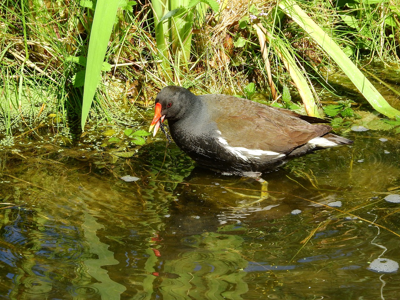 Gurkšnis, Gallinula Chloropus, Krátkokřídlí, Vandens Paukštis, Gruobeles, Rallidae, Nemokamos Nuotraukos,  Nemokama Licenzija