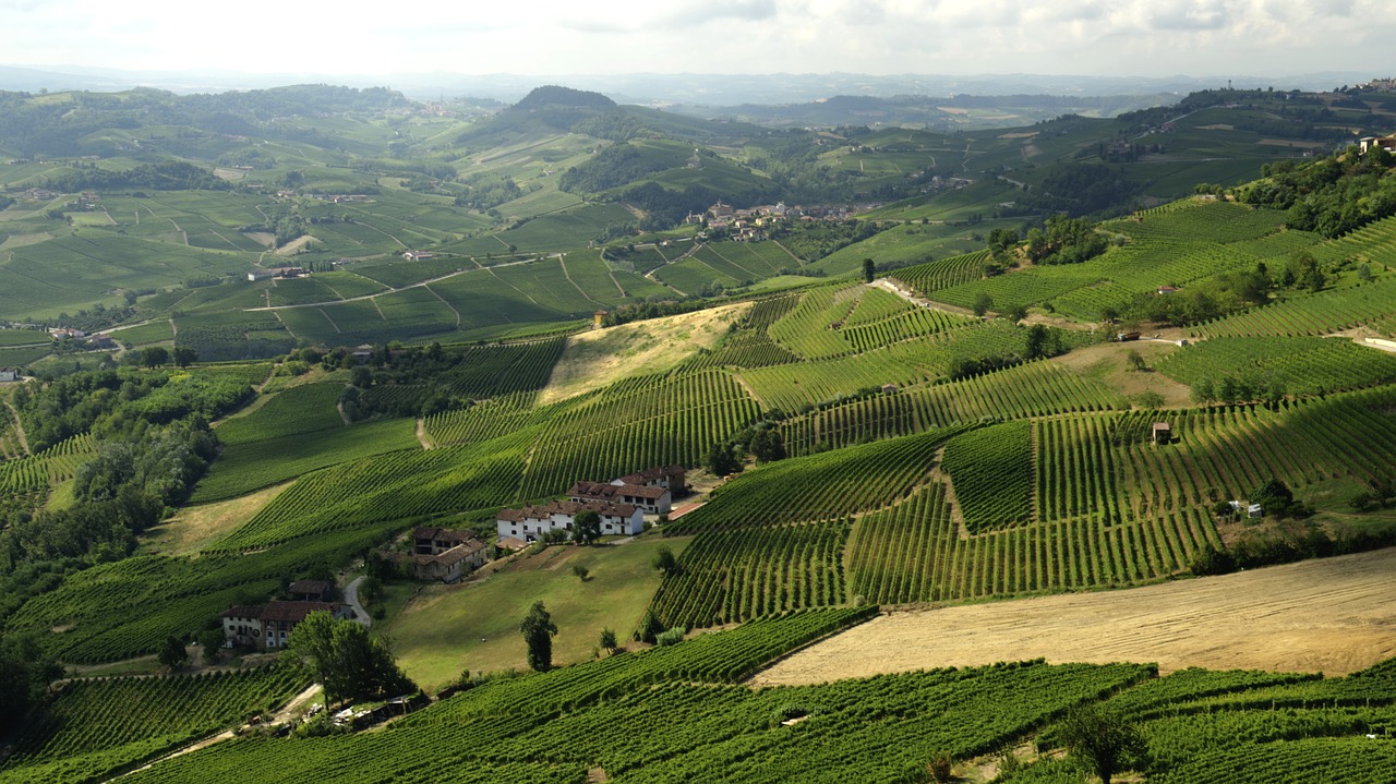 Morra,  Langhe,  Italija,  Vyno,  Vynuogės,  Pobūdį,  Žalias,  Italų,  Kraštovaizdis,  Lauke