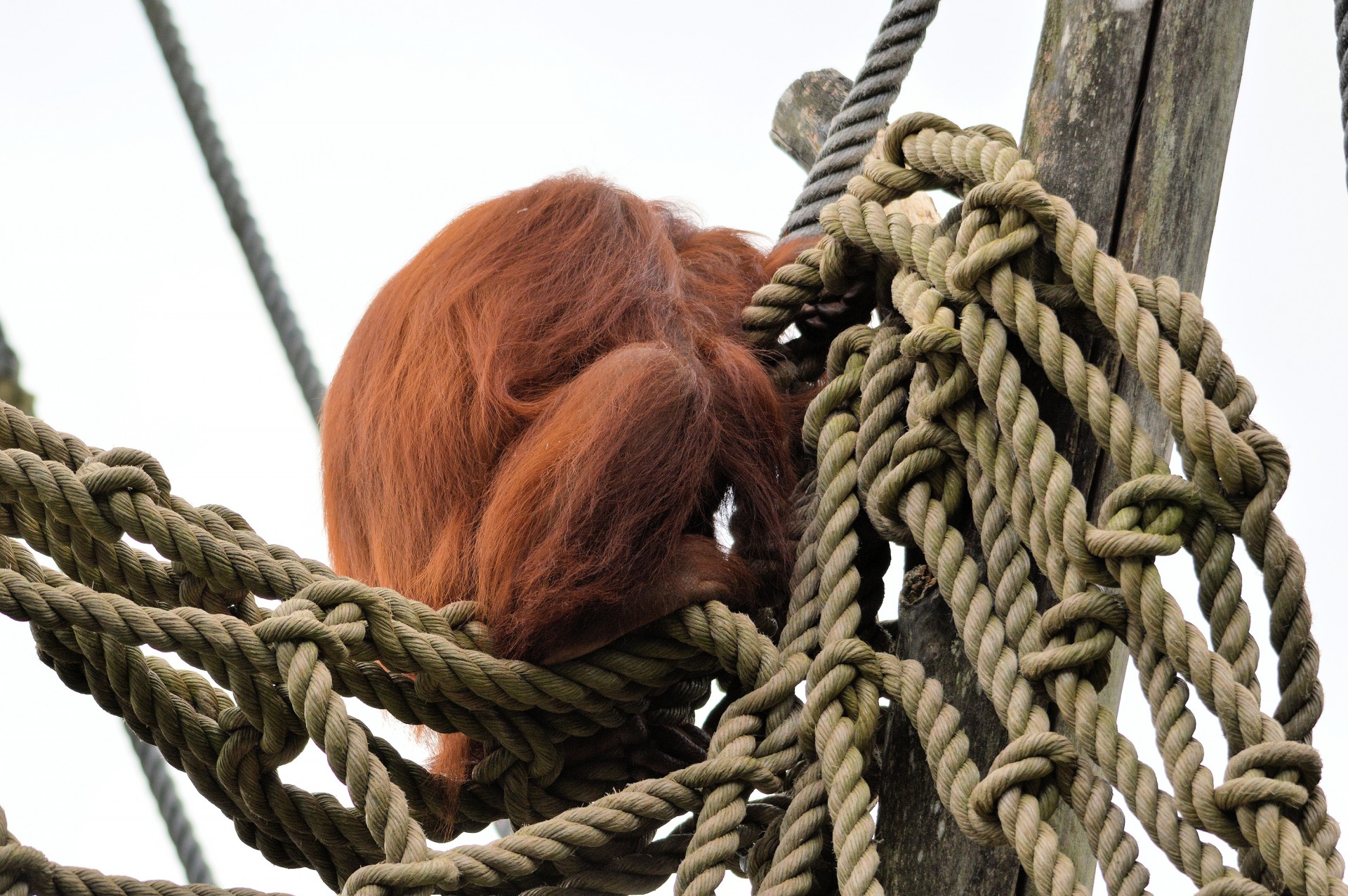 Beždžionė,  Ape,  Serijos,  Laukinė Gamta,  Orangutanas,  Orangutanas, Nemokamos Nuotraukos,  Nemokama Licenzija