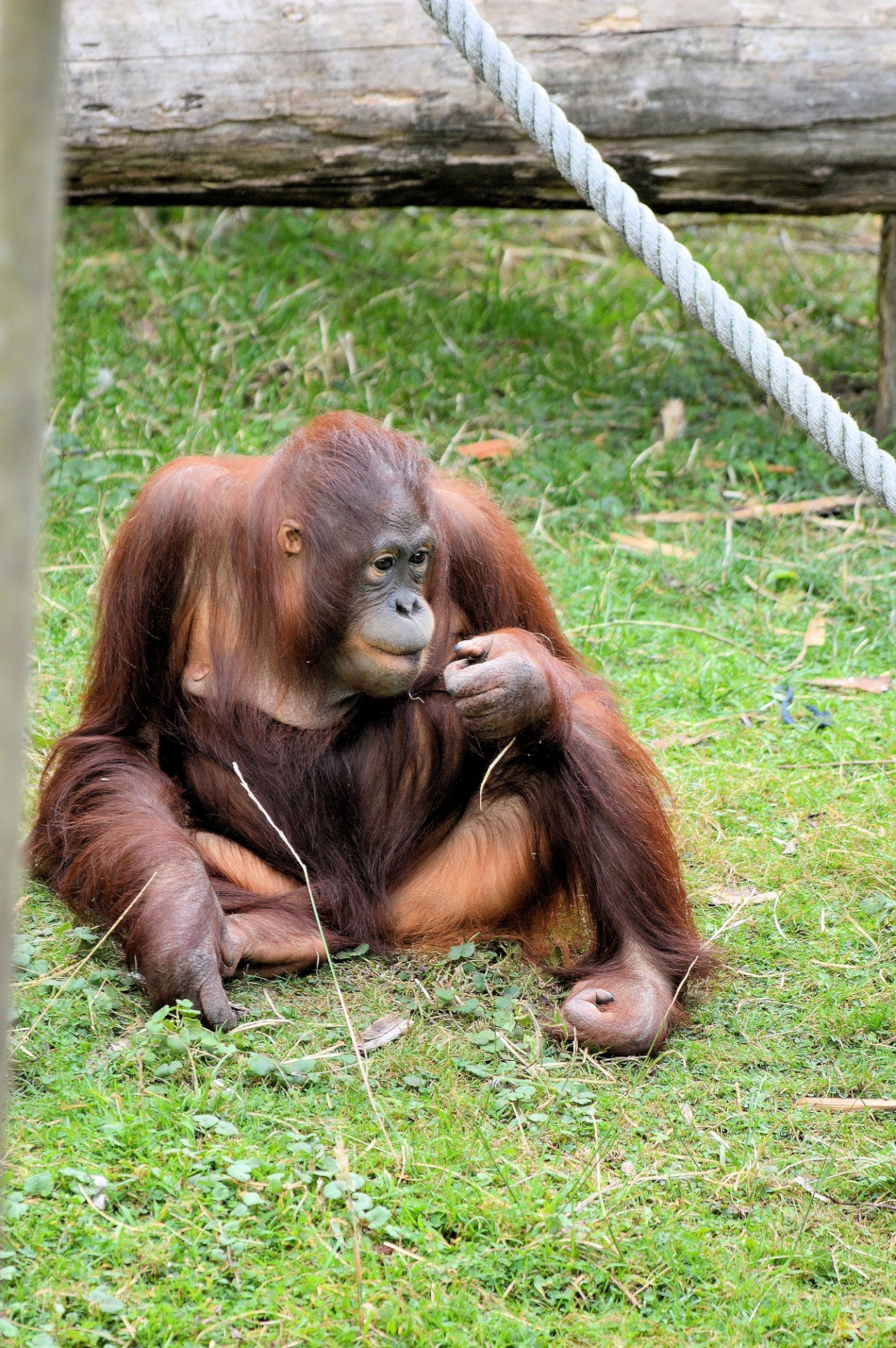 Beždžionė,  Ape,  Serijos,  Laukinė Gamta,  Orangutanas,  Orangutanas, Nemokamos Nuotraukos,  Nemokama Licenzija