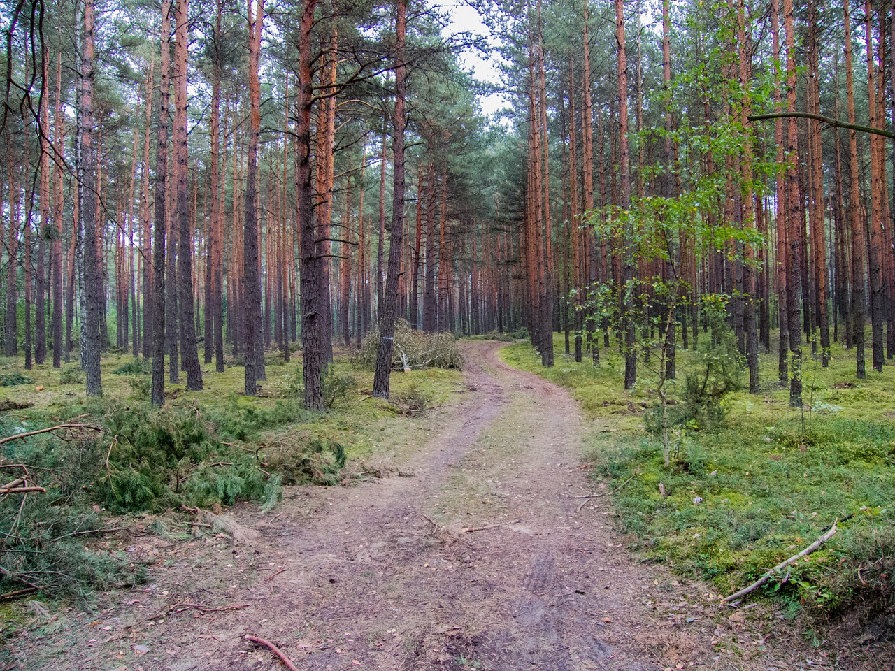 Kelias, Miškas, Spygliuočių Miškas, Kelias, Kelias Miške, Spacer, Ruduo, Takas, Ramybė, Kelionė