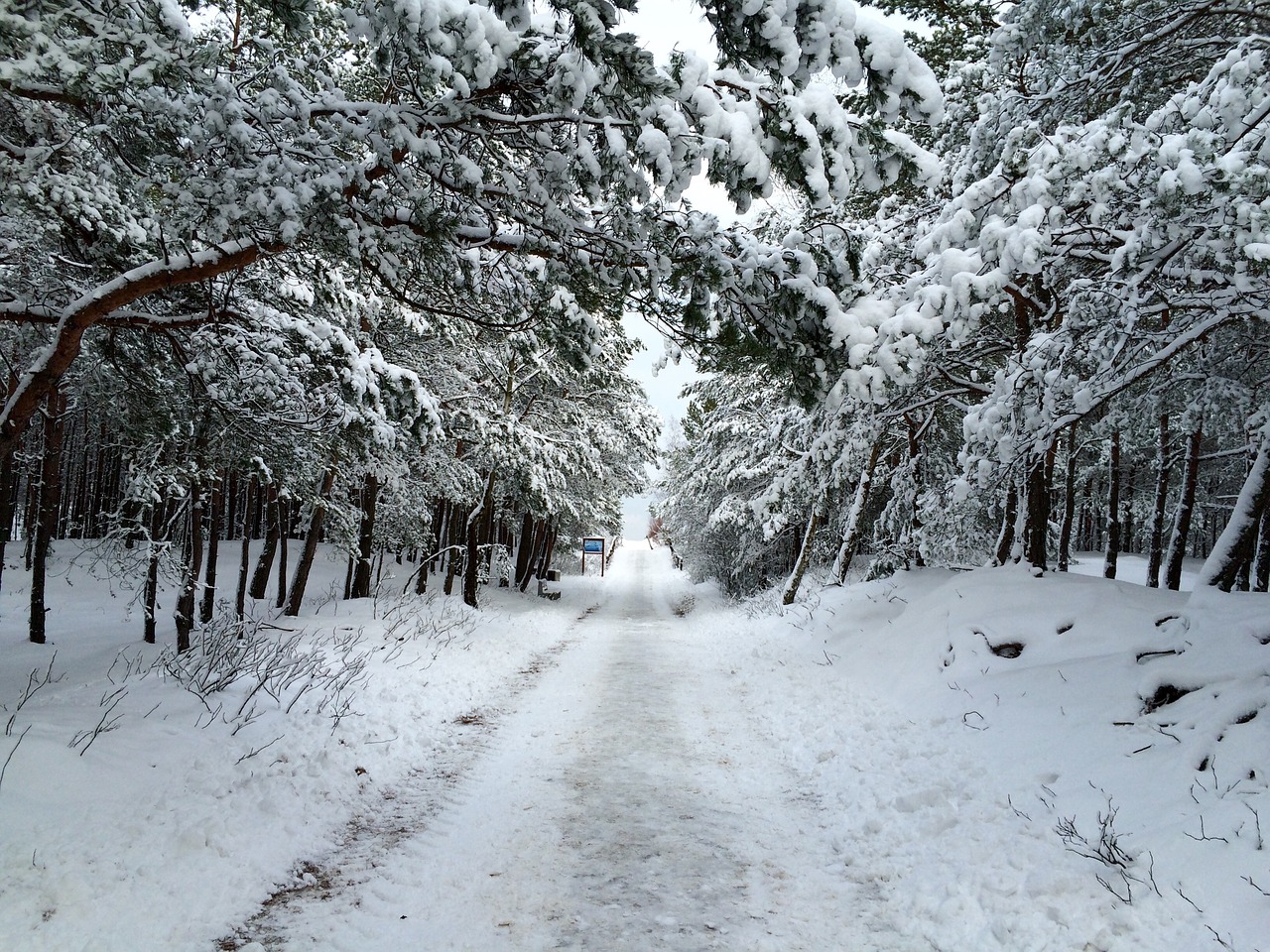 Kelias, Žiema, Sniegas, Gamta, Klajojantis, Takas, Medis, Nemokamos Nuotraukos,  Nemokama Licenzija