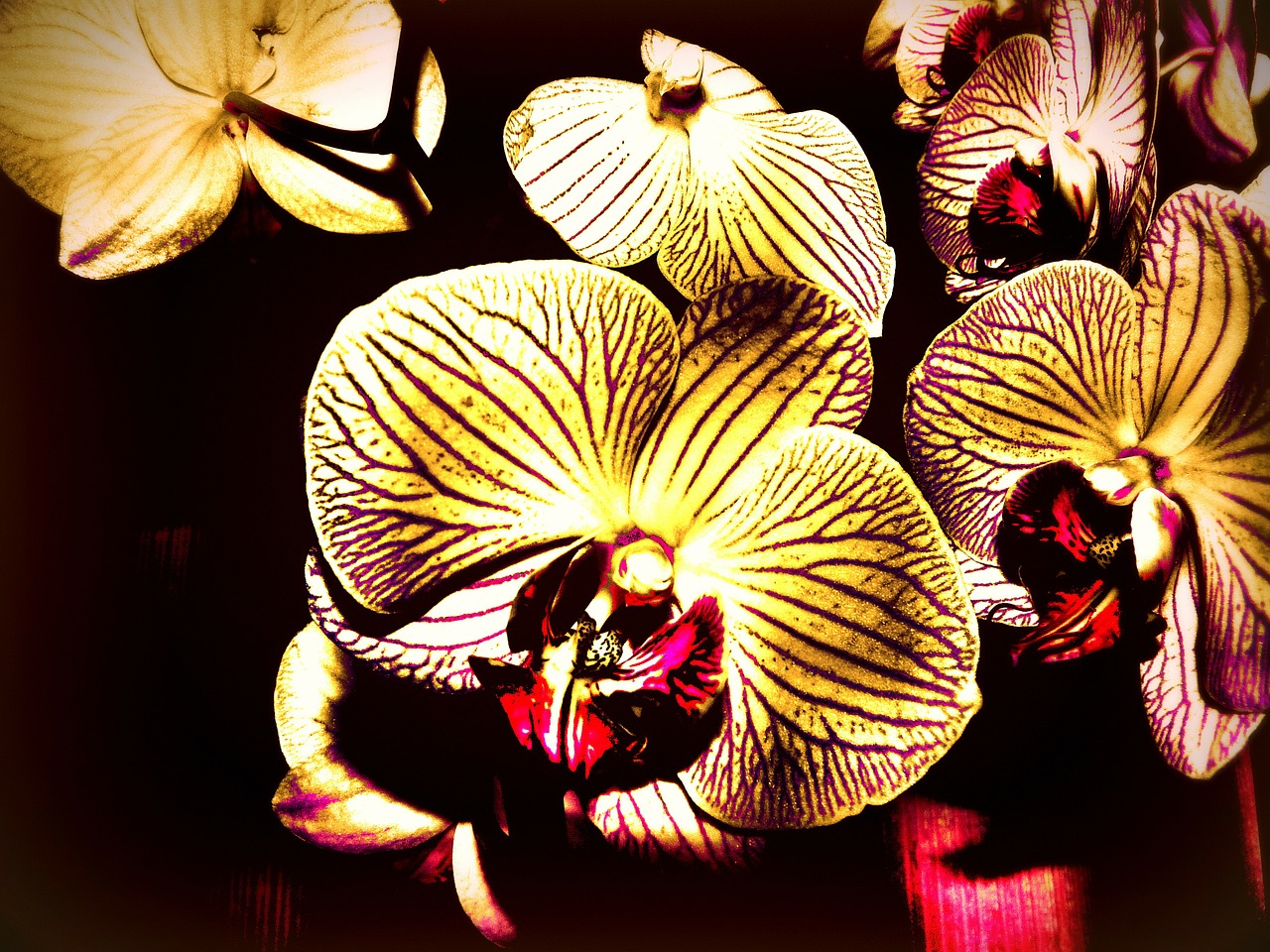 Falanopiso Orchidėja, Kūrybingas, Gyvybinga Spalva, Ruduo, Gėlė, Nemokamos Nuotraukos,  Nemokama Licenzija