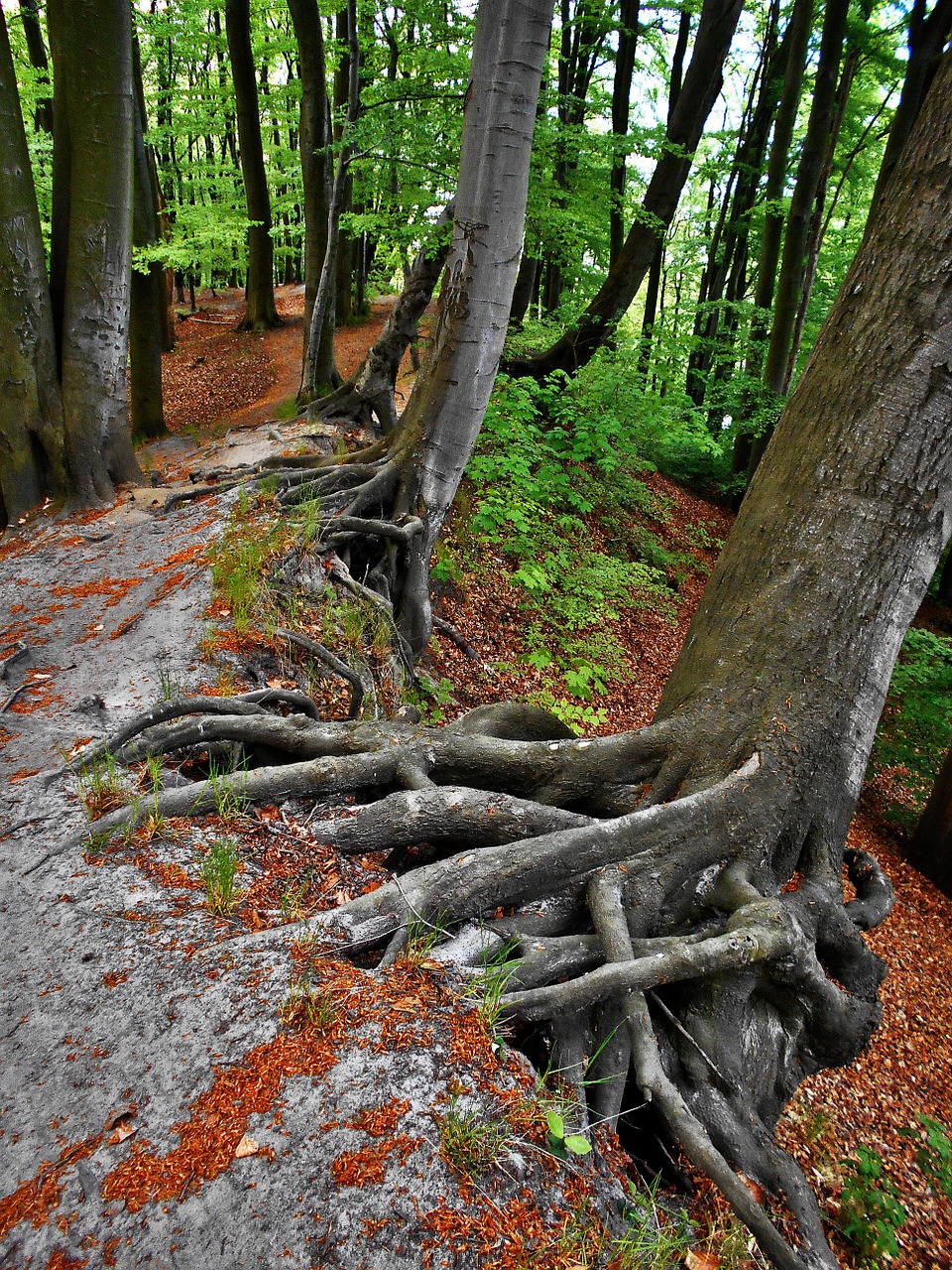 Šaknys, Miškas, Medis, Kelias, Krantas, Baltijos Jūra, Orlowo, Gamta, Užsispyrimas, Kovoti