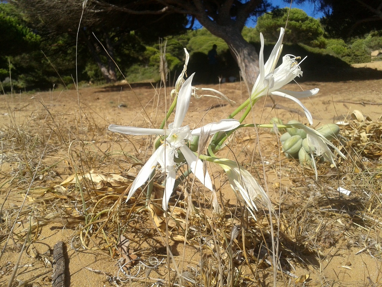 Jūrų Lelija, Juros Narcizas, Pancratium Maritimum, Gėlės, Balta, Gamta, Nemokamos Nuotraukos,  Nemokama Licenzija