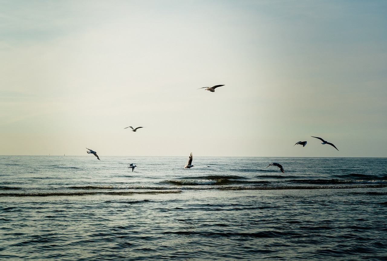 Seagulls,  Paukščiai,  Papludimys,  Pobūdį,  Skrydis,  Dangus,  Jūra,  Gyvūnai,  Krantas, Nemokamos Nuotraukos