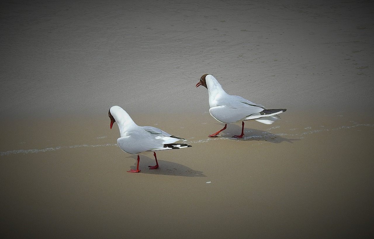 Seagulls,  Vaikščioti Ant Paplūdimio,  Paukščiai,  Baltijos Jūra,  Jūra,  Papludimys, Nemokamos Nuotraukos,  Nemokama Licenzija