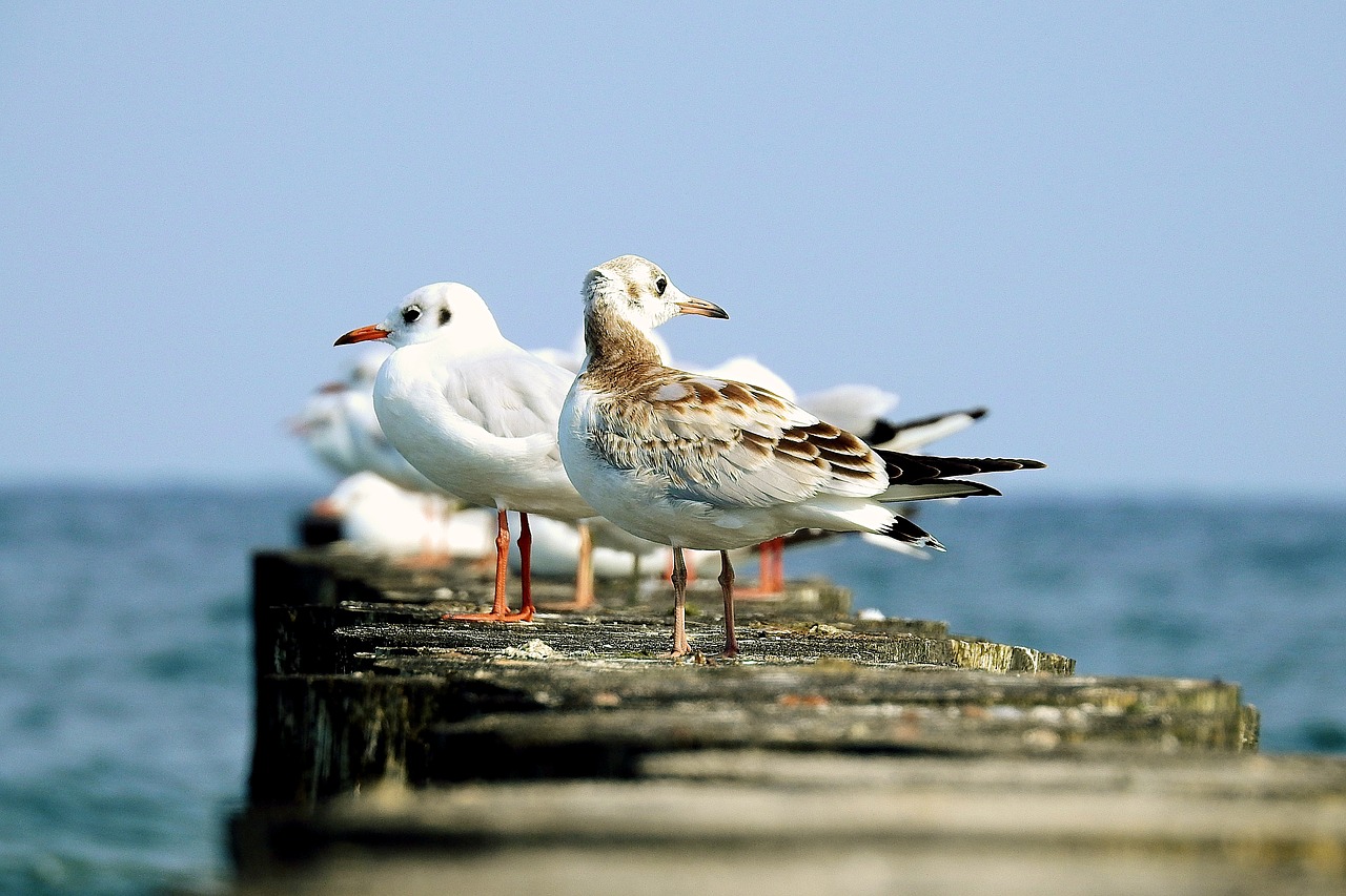 Seagulls,  Baltijos Jūra,  Vasara,  Molas, Nemokamos Nuotraukos,  Nemokama Licenzija