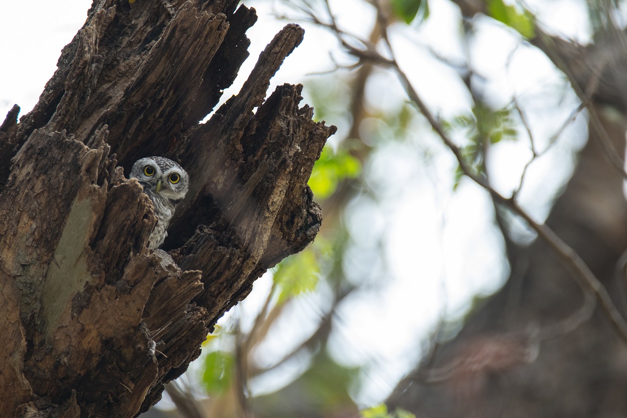 Dėmėtoji Owlet, Atėne Brama, Dėmėtoji Owlet, Paukštis, Pietryčių Asia Paukštis, Owlet, Nemokamos Nuotraukos,  Nemokama Licenzija