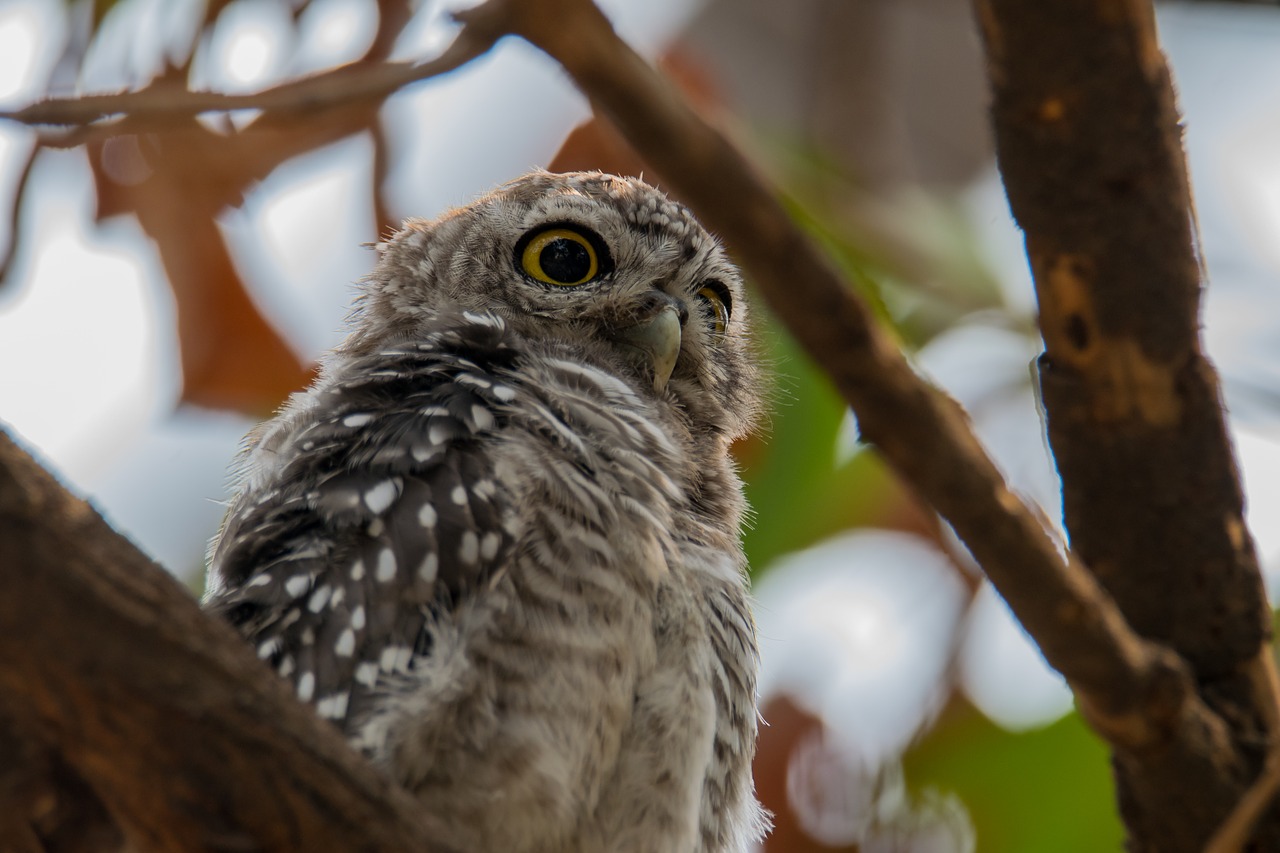 Dėmėtoji Owlet, Atėne Brama, Dėmėtoji Owlet, Paukštis, Pietryčių Asia Paukštis, Owlet, Nemokamos Nuotraukos,  Nemokama Licenzija