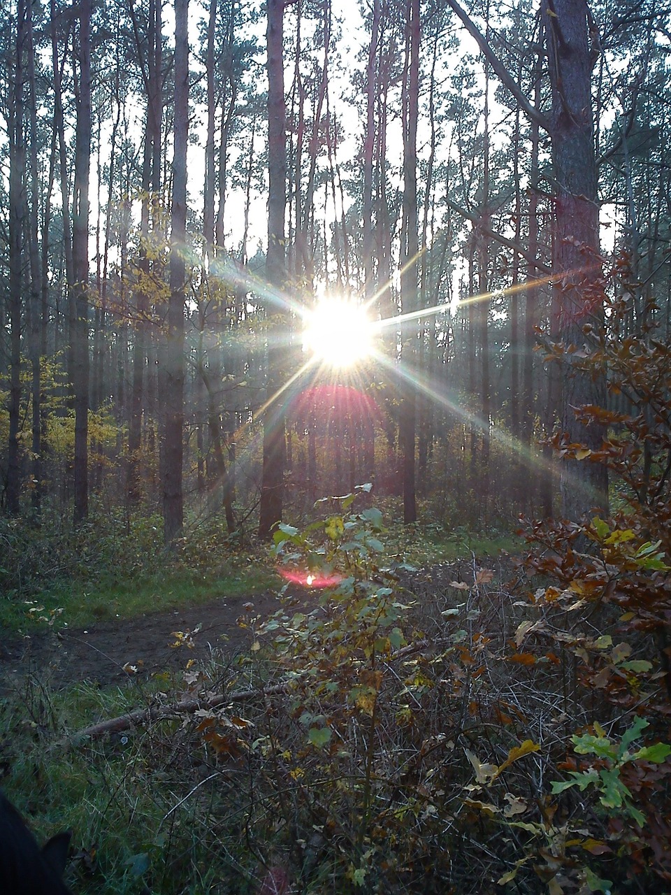 Saulė, Miškas, Medis, Ruduo, Šviesa, Twilight, Nemokamos Nuotraukos,  Nemokama Licenzija