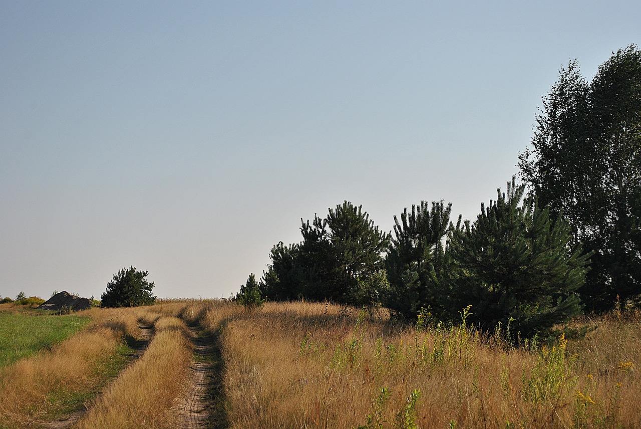 Saulė, Oras, Gamta, Vasara, Mėlynas, Vaizdas, Panorama, Medis, Kelias, Nemokamos Nuotraukos