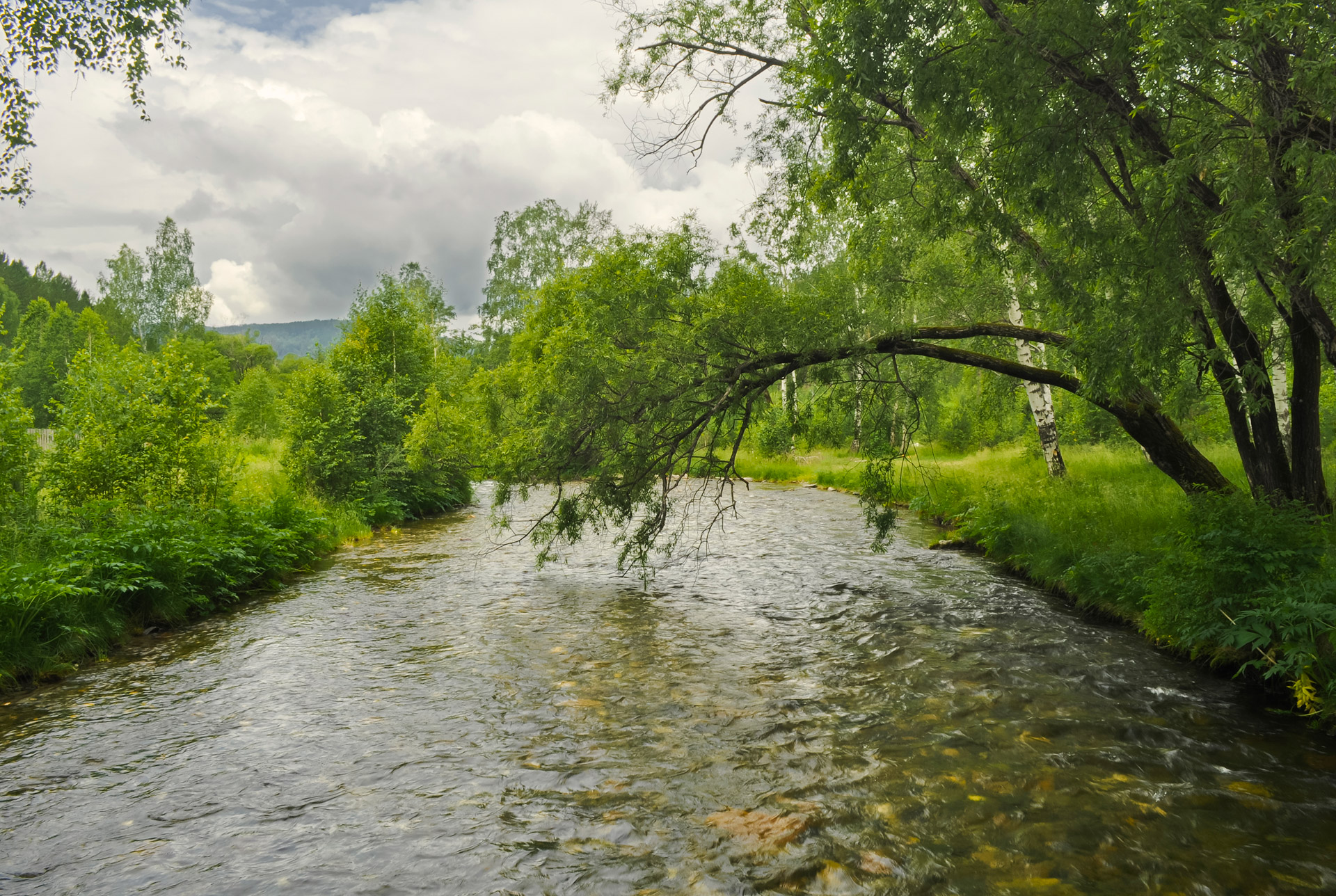 Miškas,  Gamta,  Medžiai,  Žolė,  Upė,  Mediena,  Žalias,  Vasara,  Medis Virš Vandens, Nemokamos Nuotraukos