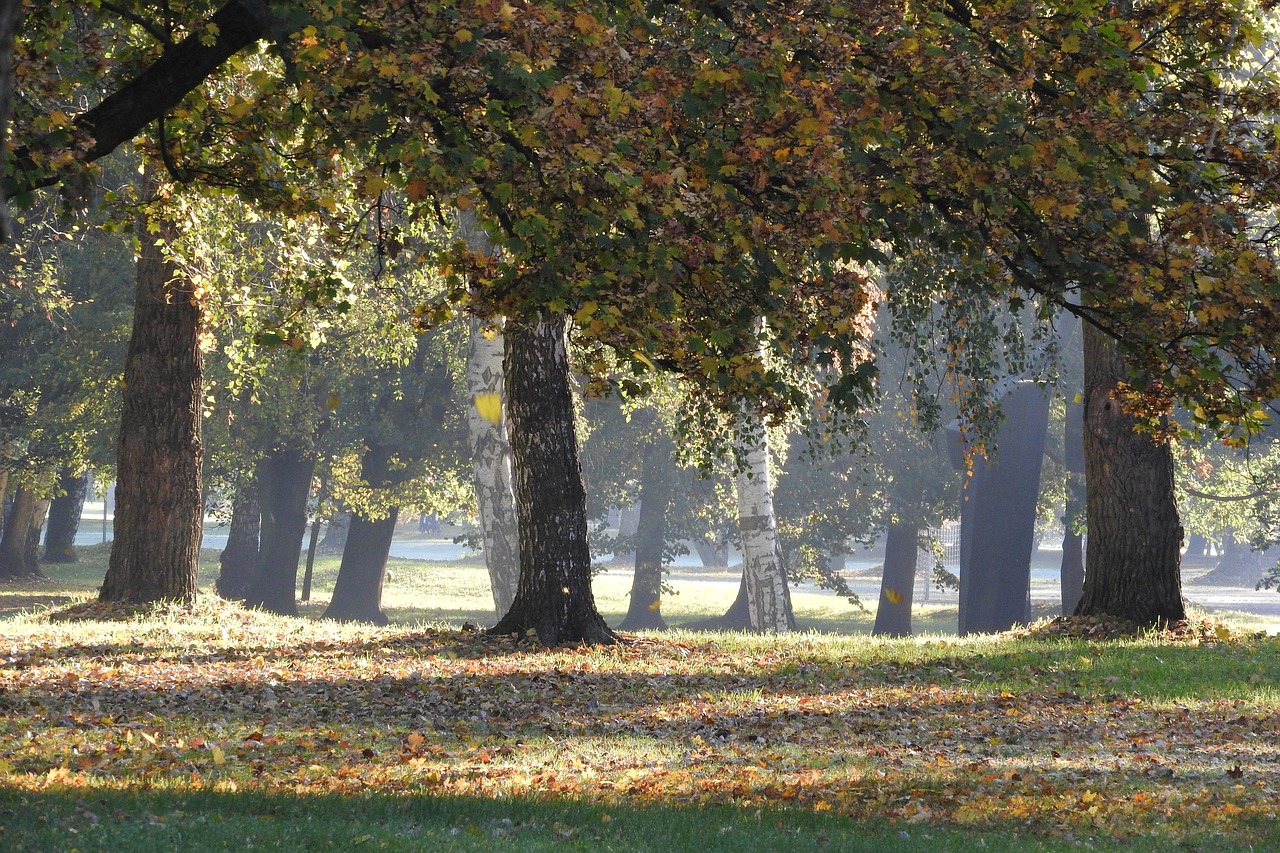 Rudenį Medžiai, Rudens Parkas, Rudenį Parke, Ruduo, Čekų Budejovice, Stromovka, Nukritę Lapai, Parkas, Nemokamos Nuotraukos,  Nemokama Licenzija