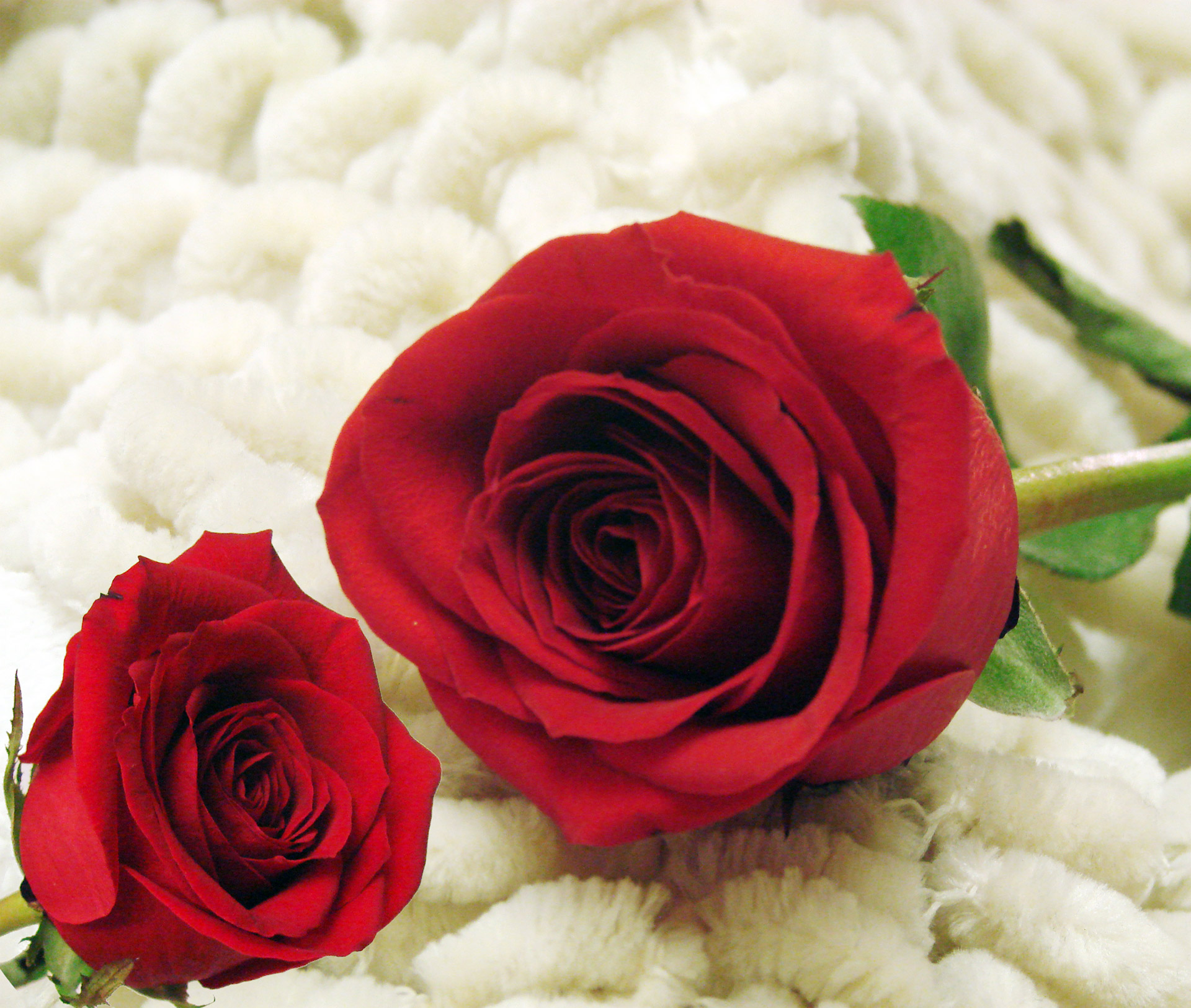 Сделать 2 фото розы. Красные розы. Цветы розы красные. Две красные розы. Розы красные и белые.