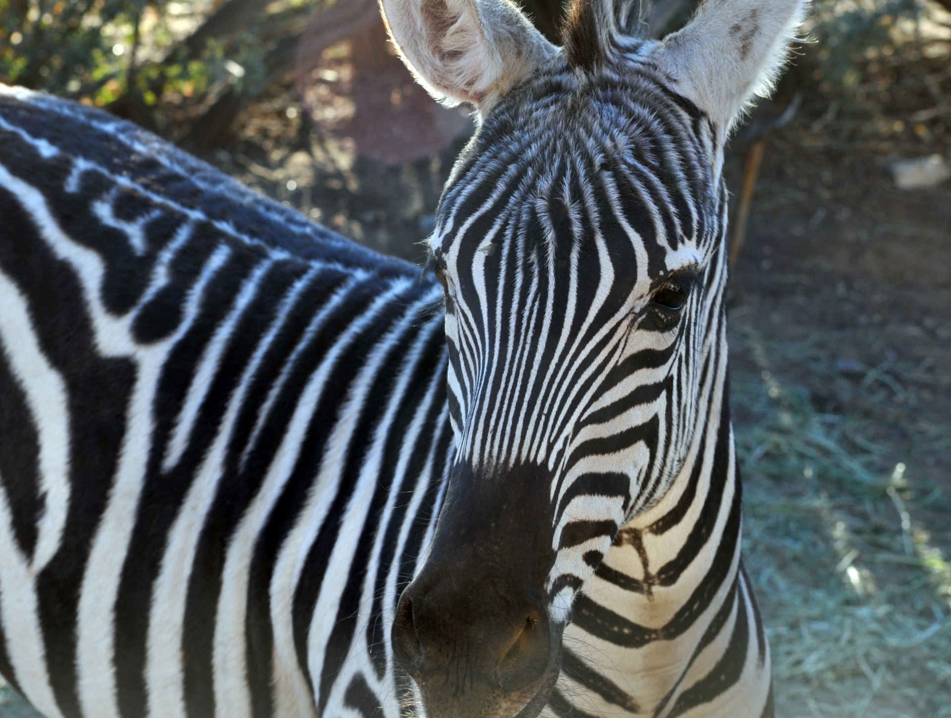 Zebra,  Zebras,  Gyvūnas,  Gyvūnai,  Zoologijos Sodas,  Juostelė,  Juostelės,  Juoda & Nbsp,  Balta,  Laukiniai