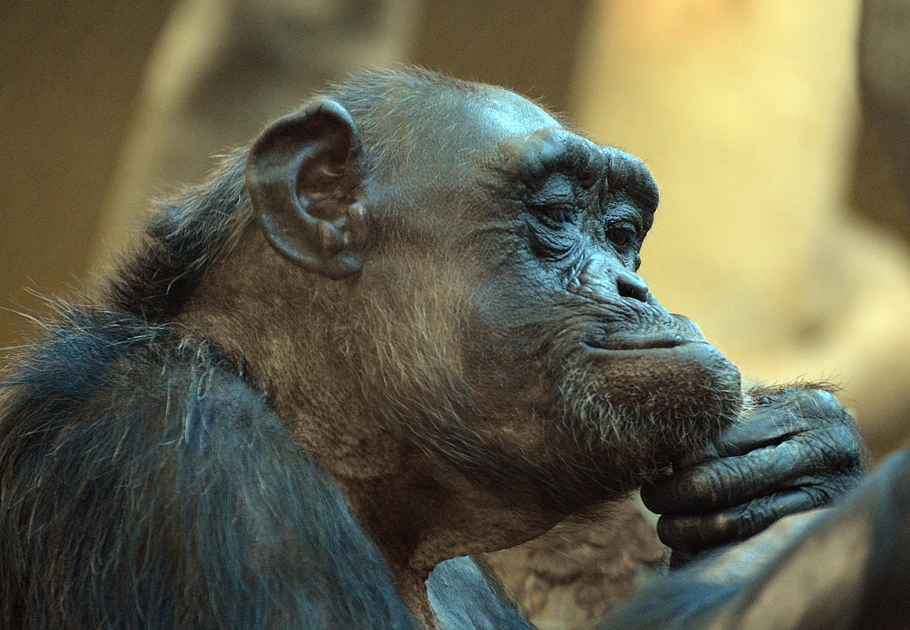 Zoologijos Sodas,  Beždžionė,  Be Honoraro Mokesčio, Nemokamos Nuotraukos,  Nemokama Licenzija